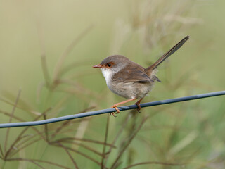 Superb Fairywren (Malurus cyaneus) perched on a fence wire with bokeh background.