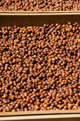 Coffee beans drying in the sun  