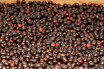 Coffee beans drying in the sun  
