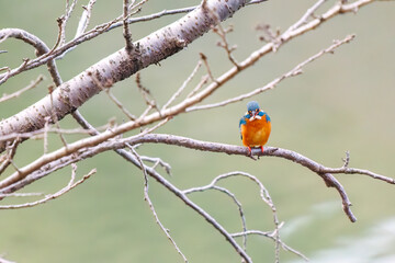 餌を捕らえるために池に飛び込む可愛いカワセミ（カワセミ科）
英名学名：Kingfisher (Alcedo atthis) 
神奈川県横浜市三ツ池公園-2025
