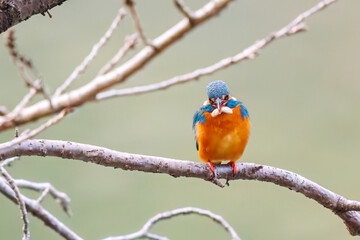 餌を捕らえるために池に飛び込む可愛いカワセミ（カワセミ科）
英名学名：Kingfisher (Alcedo atthis) 
神奈川県横浜市三ツ池公園-2025
