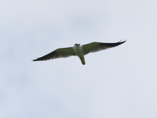 Australian, Black-Shouldered Kite (Elanus axillaris) hovering high in the sky with blue sky and greyish clouds in the background