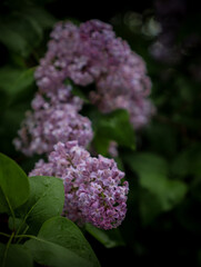 purple lilac flowers