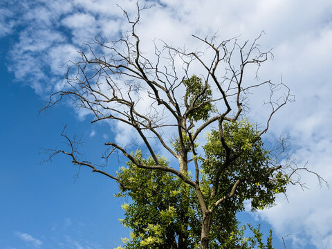 Camphora officinarum, commonly known as camphor tree or camphorwood, with tortuous trunks and some leafless crown branches on background of blue sky and white clouds in Shanghai, China.