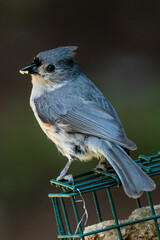Tufted Titmouse detailed telephoto shot.