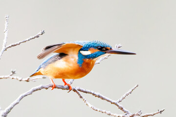 餌を捕らえるために池に飛び込む可愛いカワセミ（カワセミ科）
英名学名：Kingfisher (Alcedo atthis) 
神奈川県横浜市三ツ池公園-2025

