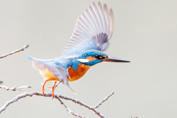 餌を捕らえるために池に飛び込む可愛いカワセミ（カワセミ科）
英名学名：Kingfisher (Alcedo atthis) 
神奈川県横浜市三ツ池公園-2025
