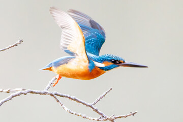 餌を捕らえるために池に飛び込む可愛いカワセミ（カワセミ科）
英名学名：Kingfisher (Alcedo atthis) 
神奈川県横浜市三ツ池公園-2025
