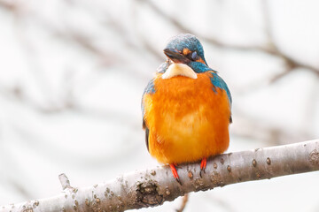 餌を捕らえるために池に飛び込む可愛いカワセミ（カワセミ科）
英名学名：Kingfisher (Alcedo atthis) 
神奈川県横浜市三ツ池公園-2025
