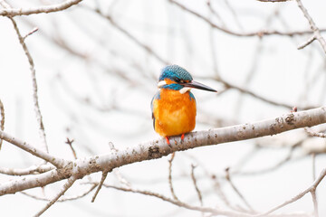 餌を捕らえるために池に飛び込む可愛いカワセミ（カワセミ科）
英名学名：Kingfisher (Alcedo atthis) 
神奈川県横浜市三ツ池公園-2025
