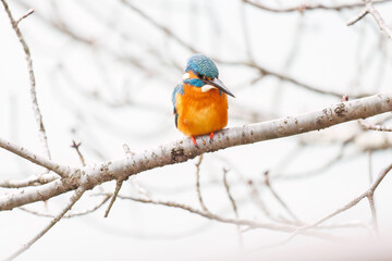 餌を捕らえるために池に飛び込む可愛いカワセミ（カワセミ科）
英名学名：Kingfisher (Alcedo atthis) 
神奈川県横浜市三ツ池公園-2025
