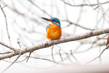 餌を捕らえるために池に飛び込む可愛いカワセミ（カワセミ科）
英名学名：Kingfisher (Alcedo atthis) 
神奈川県横浜市三ツ池公園-2025
