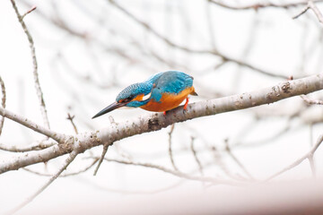 餌を捕らえるために池に飛び込む可愛いカワセミ（カワセミ科）
英名学名：Kingfisher (Alcedo atthis) 
神奈川県横浜市三ツ池公園-2025
