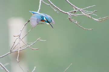 餌を捕らえるために池に飛び込む可愛いカワセミ（カワセミ科）
英名学名：Kingfisher (Alcedo atthis) 
神奈川県横浜市三ツ池公園-2025
