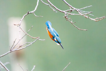 餌を捕らえるために池に飛び込む可愛いカワセミ（カワセミ科）
英名学名：Kingfisher (Alcedo atthis) 
神奈川県横浜市三ツ池公園-2025
