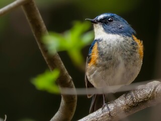 森の中で周りを見渡しているルリビタキの雄のクローズアップ