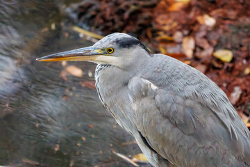 美しいアオサギ（サギ科）
英名学名：Grey Heron (Ardea cinerea)
神奈川県横浜市三ツ池公園-2025
