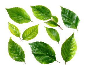 Vibrant green leaves display natural environment high-quality view nature concept isolated on transparent background