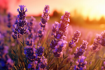 Fototapeta premium Colorful Lavender flowers blooming 