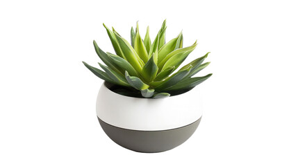 Aloe vera plant