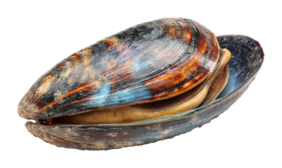 Mussels harvesting process coastal shoreline seafood natural habitat culinary delight isolated on transparent background