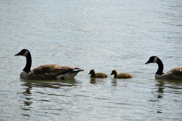 Obraz premium A Canada goose family is swimming in water in sunny summer day.