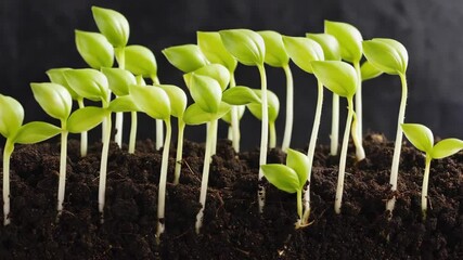 Timelapse of seed sprouts germinating and growing into green plants