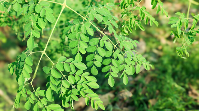 Moringa or merunggai (Moringa oleifera) in blurred background. This plant is known by other names such as: limaran, moringa, ben-oil, drumstick, horseradish tree, and malunggay in the Philippines.
