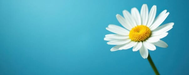 Single white daisy with weeping petals, serene blue backdrop , daisy, nature