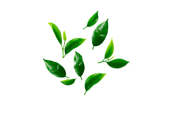 Fresh green tea leaves floating on transparent background, PNG