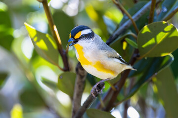 A Striated Pardalote perched with beak open