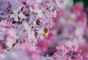 a honeybee on pink lilac