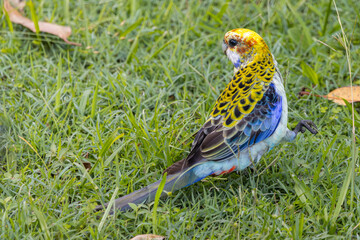 A Pale-headed Rosella in green grass