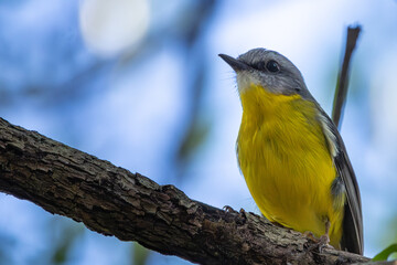 Portrait of an Eastern Yellow Robin