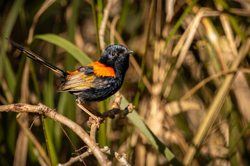 A male Red-backed Fairywren perched on a branch