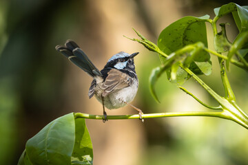 A male Superb Fairywren perched