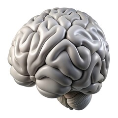 Human brain anatomy model isolated on white background
