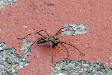 Close-up of a Lycosidae wolf spider