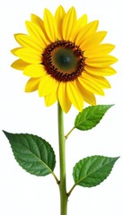 Naklejka premium Single large sunflower, bright yellow petals, white backdrop , beautiful, vibrant