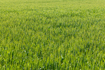 Close-up of a green wheat crop with ears