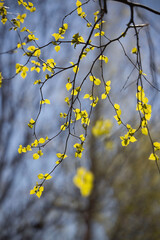 Yellow birch tree leaves on a sunny day in Anchorage