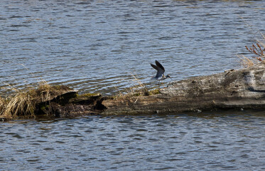 Bird with wings spread on a log at Potter Marsh