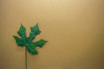 A distinct green papaya leaf, with its deeply lobed shape and prominent veins, lies on a smooth, light brown background, evoking a natural and tropical feel