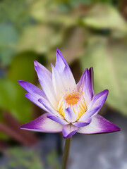 purple lotus or water lily with yellow pollen, aquatic plant for garden ornamental
