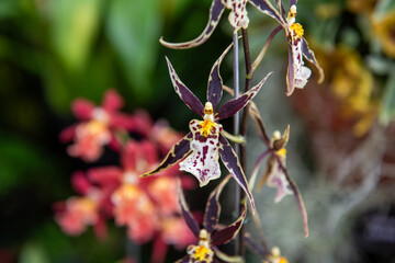 A very special type of orchid.