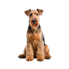 Airedale terrier dog