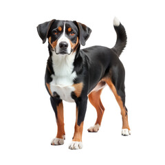 Appenzeller sennenhund dog image