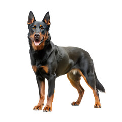 Beauceron dog