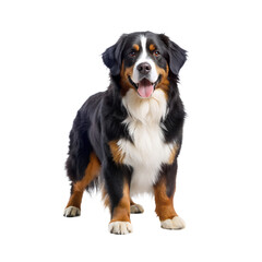 Bernese Mountain Dog