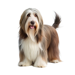 Bearded collie dog